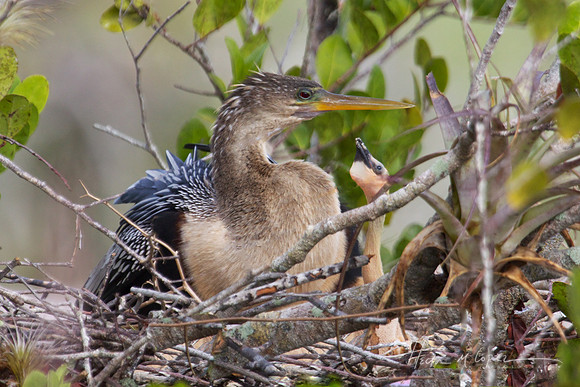Anhinga Nest