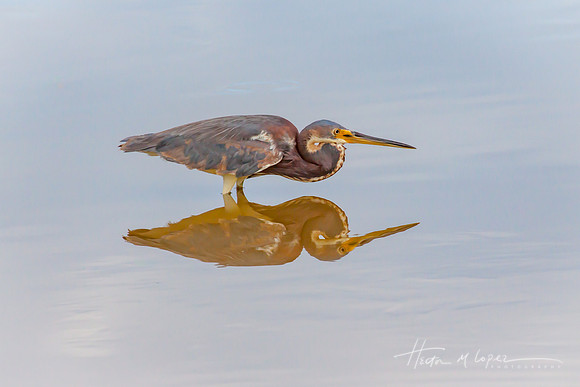 Heron Reflected