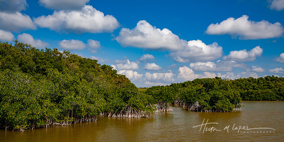 Mangroves