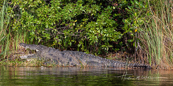 Croczilla!