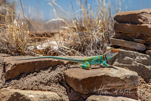 Collared Lizard