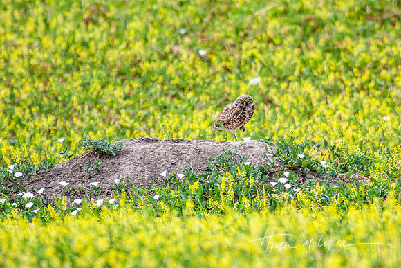 Owl on a Burrow