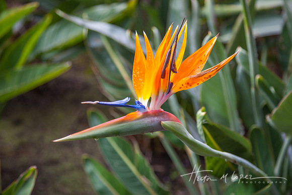 Bird of Paradise