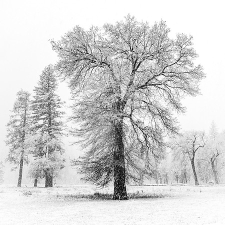 Tree in Snow