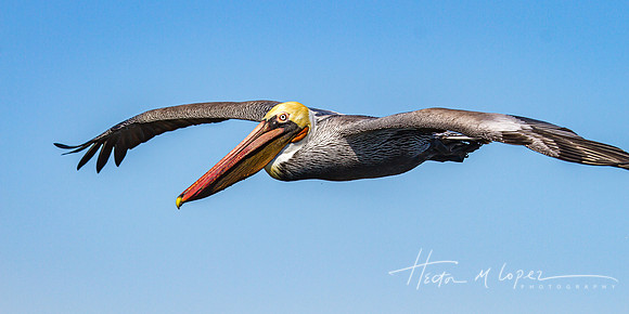 Pelican Closeup Flying