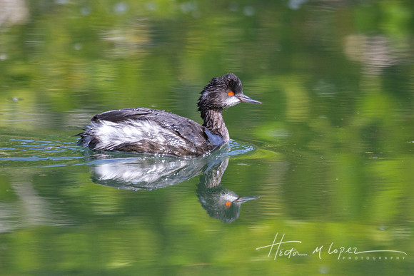 Eared Grebe Reflection