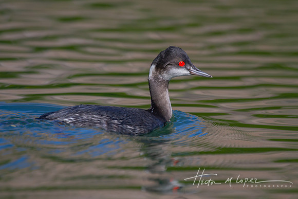 Eared Grebe