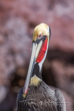 Pelican Face
