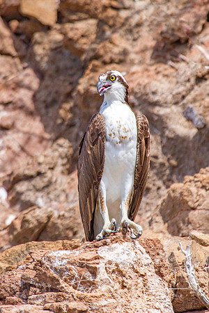 Osprey Tongue Out