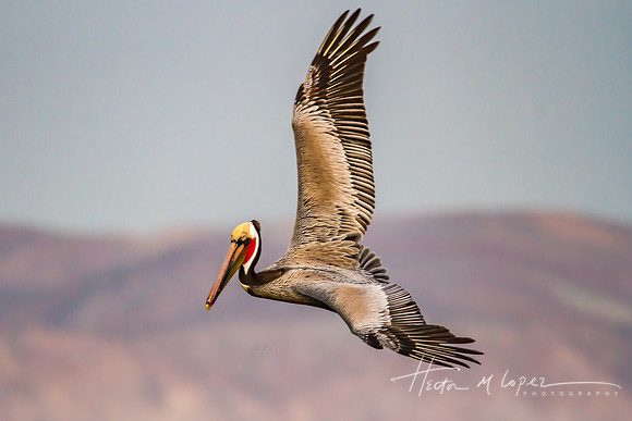 Pelican Turns Left