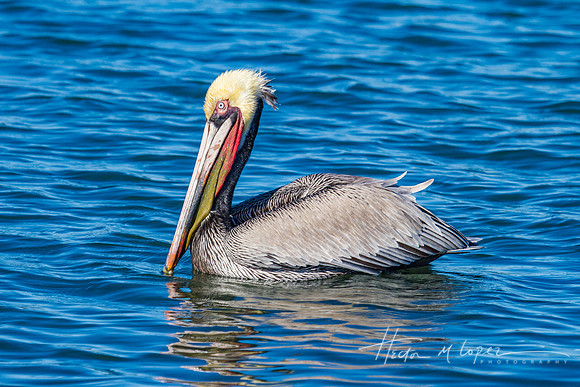 Pelican Bobbing