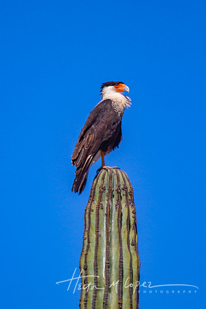 Crested Caracara