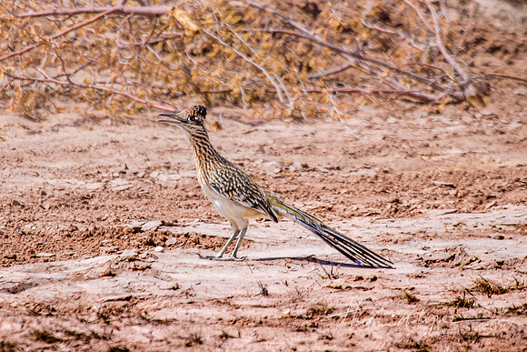 Road Runner