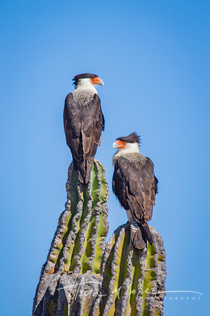 Two Crested Caracara