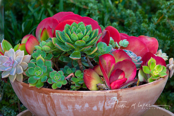 Succulents