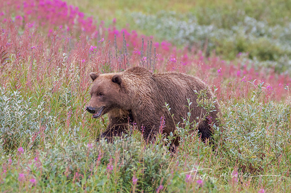 Grizzly in Fireweed