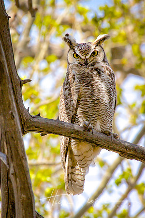 Great Horned Owl, Mono Lake