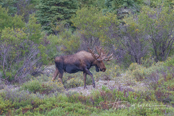 Bull Moose 2
