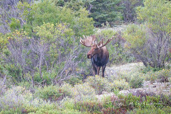 Bull Moose