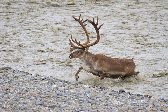 Caribou Cross Teklanika