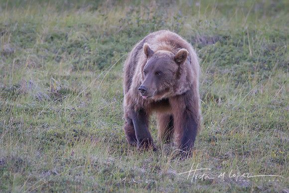 Brown Bear Tongue