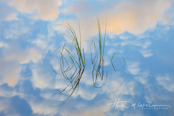 Reflected Reeds