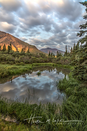 Morning Pond