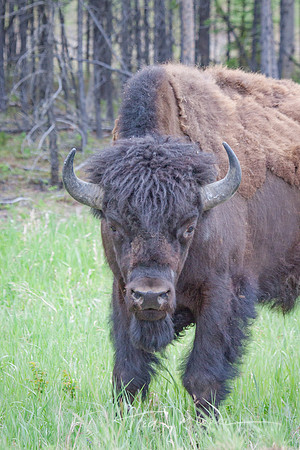 Buffalo Face