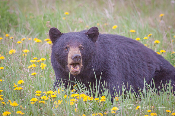 Bear Face & Flowers