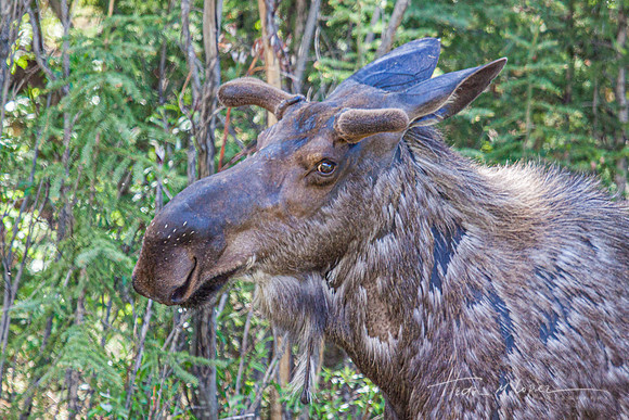Bull Moose in Spring