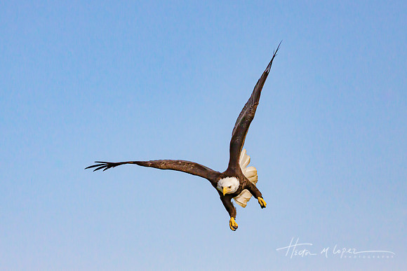 Eagle Diving