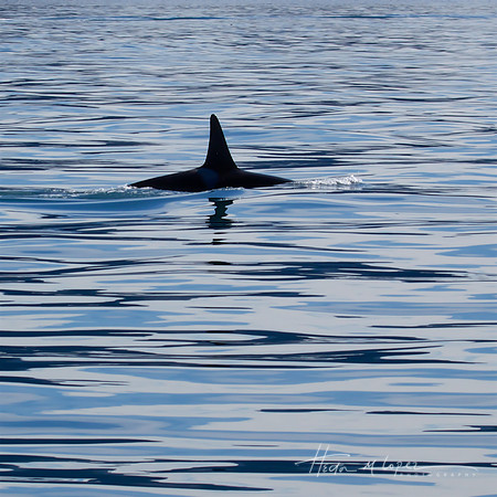 Orca