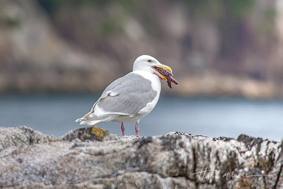 Gull and a Sea Star