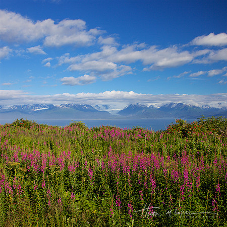 Kachemal Bay Fireweed
