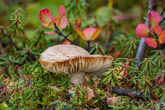 Arctic Mushroom