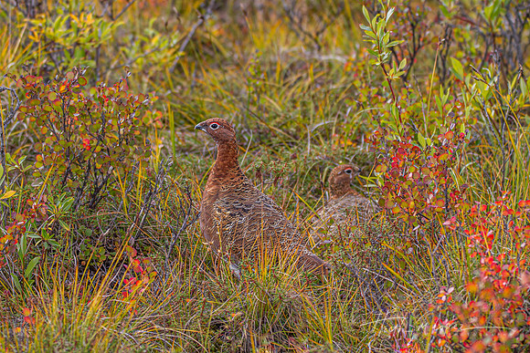 Ptarmigan in Autumn