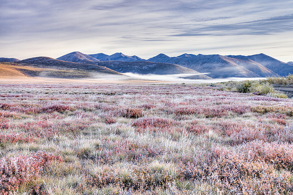 Frost on the Tundra