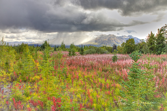 Late Fireweed in the Yukon