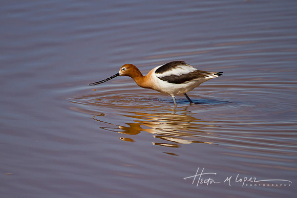 American Avocet