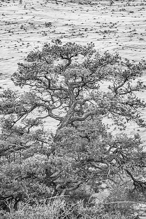 Zion Tree Bw