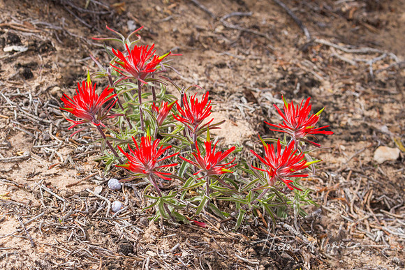 Desert Paintbrush