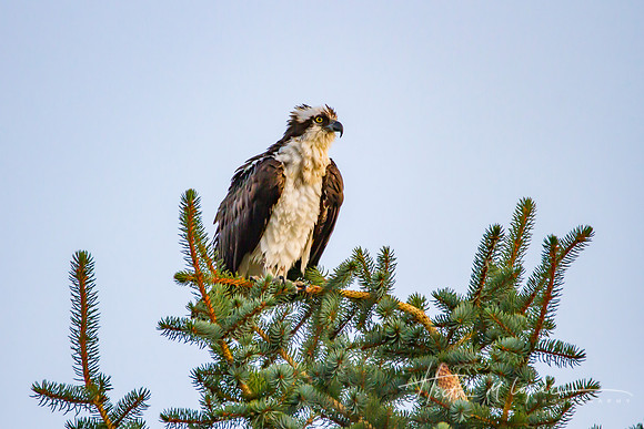 Ruffled Osprey