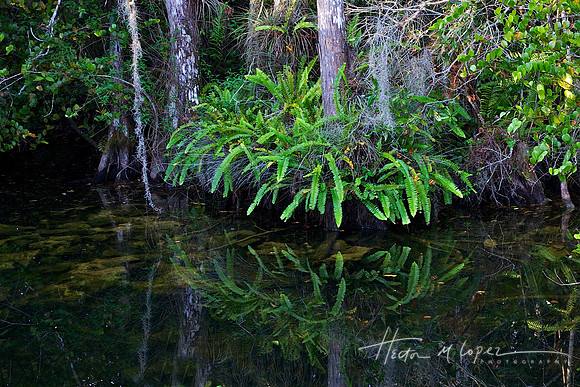 Ferns on Cypress