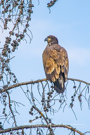 Golden Eagle 3-2