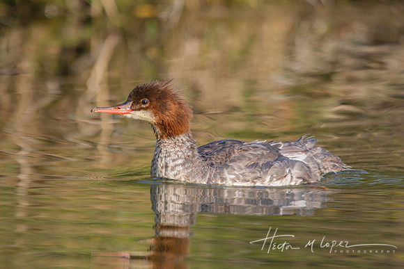 Merganser