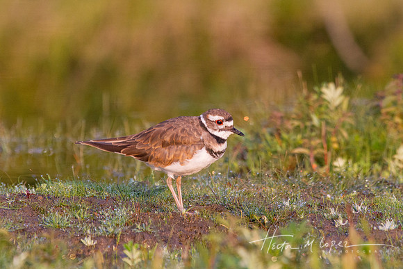 Killdeer