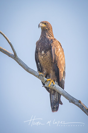 Golden Eagle