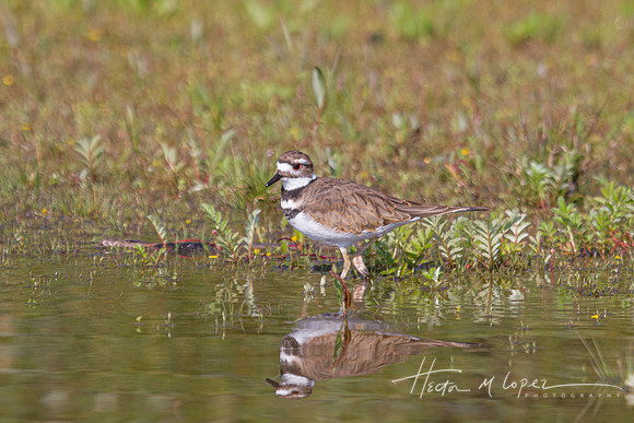 Killdeer Oxbow Bend