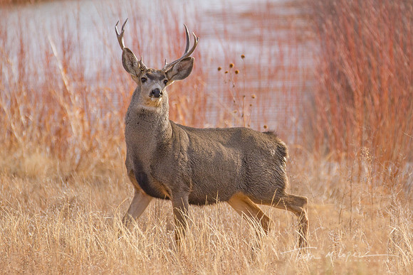 Mule Deer Bosque del Apache NM