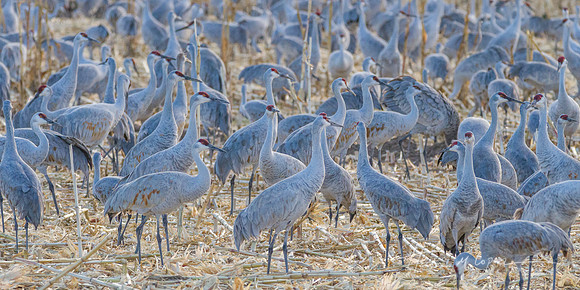 Sandhill Cranes Convention
